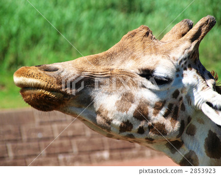 網紋長頸鹿 長頸鹿 臉部特寫 2853923