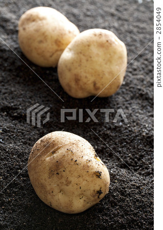 New potatoes on soil background 2854049