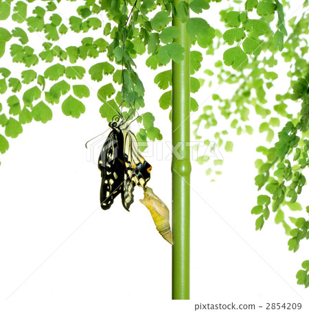 燕尾蝶的出現 2854209