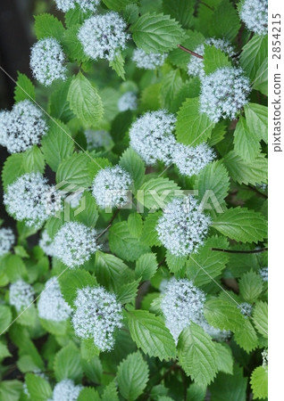 繡球菊 繡球菊 2854215
