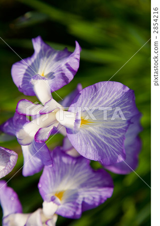 鳶尾花 鳶尾花 2854216