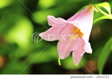 Lily Himeya · Horizontal 2854712