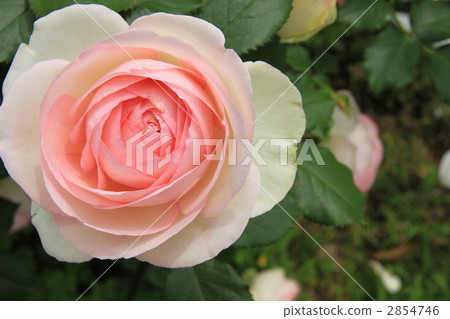 Rose (Pierre de Ronsart) 2854746