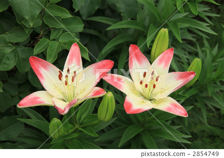 Sukasyuri "Asian Hybrid Lollipop" 2854749