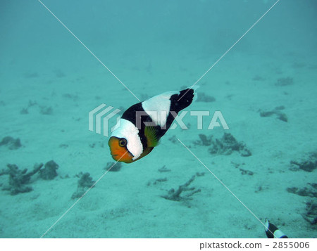 saddleback clownfish, yellowfin anemonefish, anemone fish 2855006