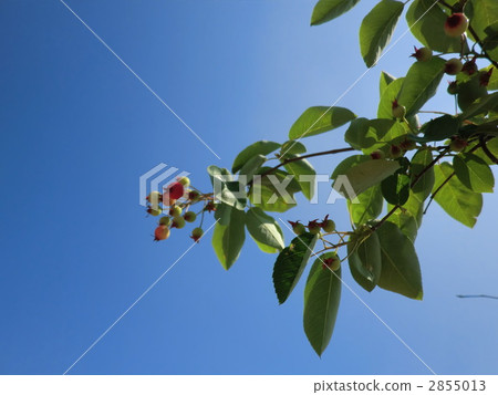 It is delicious. It is delicious. 2855013