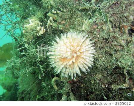 sabellidae, sabellastarte, sea animals 2855022