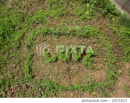 Weeds LOVE ☆ Weeds LOVE ☆ 2855023