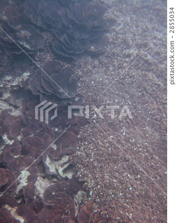 sao tome your roller coral, coral, sea animals 2855034