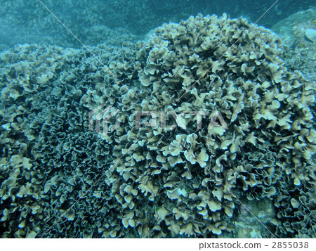 sao tome chico los coral, coral, sea animals 2855038