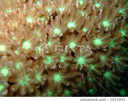 tsutsuumidzuta, polyp, soft coral 2855043