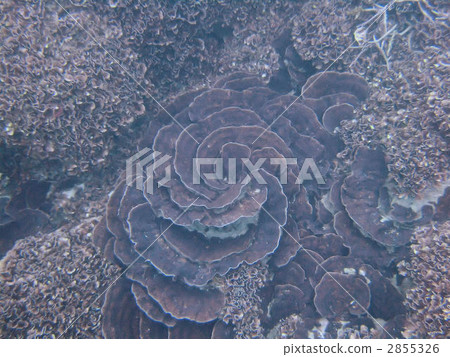 sao tome your roller coral, coral, sea animals 2855326