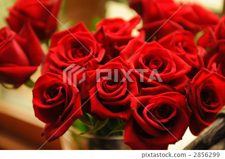 Red rose rose bouquet red bouquet of flowers Red rose rose bouquet red bouquet of flowers 2856299