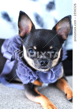 短而貼的毛 室內狗 小型犬 2856326