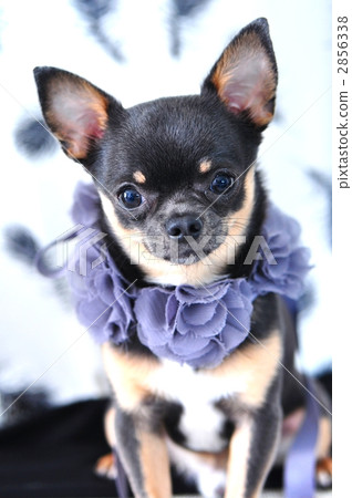 小型犬 玩具狗 吉娃娃 2856338