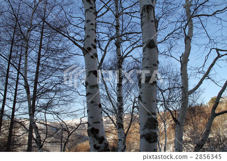 Shinshu birch in winter Shinshu birch in winter 2856345