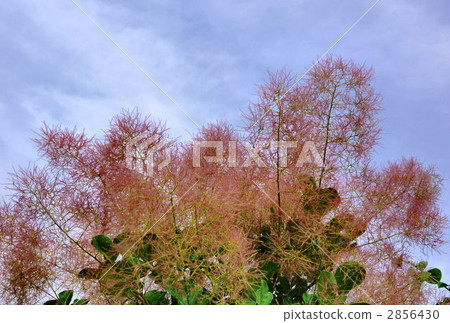 黃櫨 花朵 花 2856430
