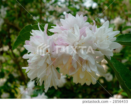 yaeutsugi, bloom, blossom 2856433