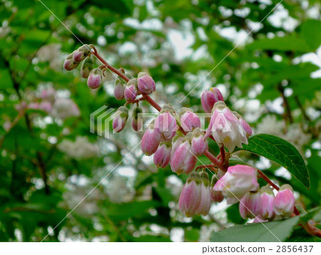 yaeutsugi, bloom, blossom 2856437