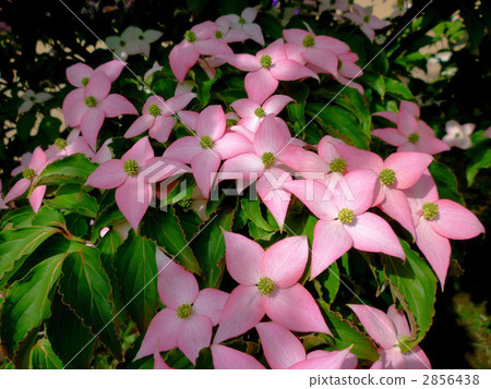 kousa dogwood, beni dogwood, bloom 2856438