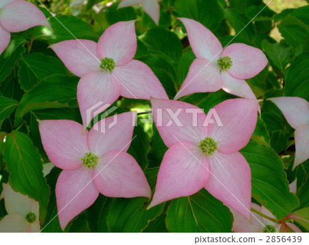 vermilion, japanese flowering dogwood, kousa dogwood 2856439