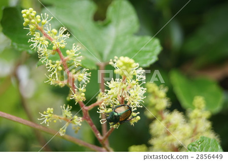 Flower and insects of grapes 2856449