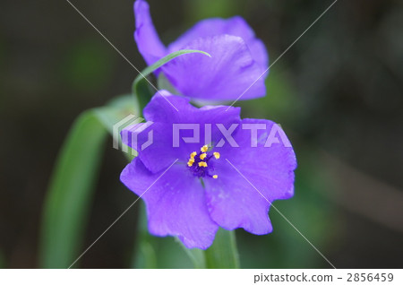 Purple giant grass 2856459