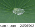 Morning dew that accumulated in the leaves of the taro 2856502