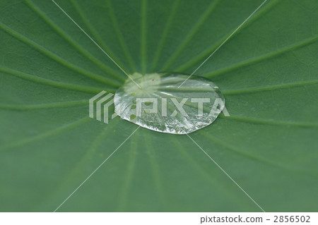 Morning dew that accumulated in the leaves of the taro Morning dew that accumulated in the leaves of the taro 2856502