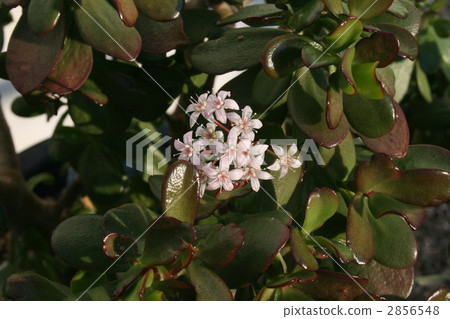 鮮花和月亮 青鎖龍 花朵 2856548