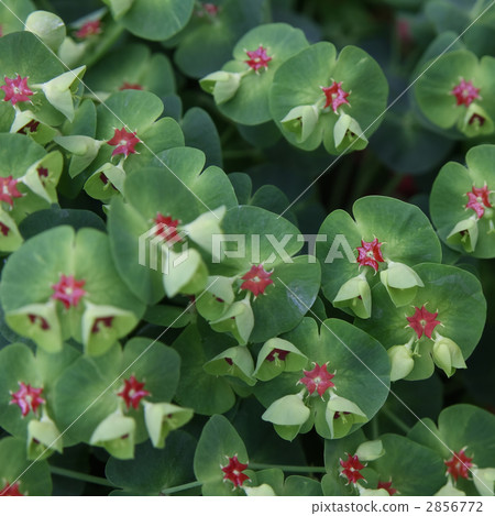 Euphorbia · Martini Euphorbia · Martini 2856772
