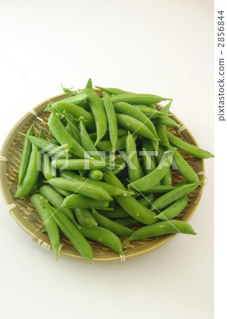綠色和平 綠色和平 2856844