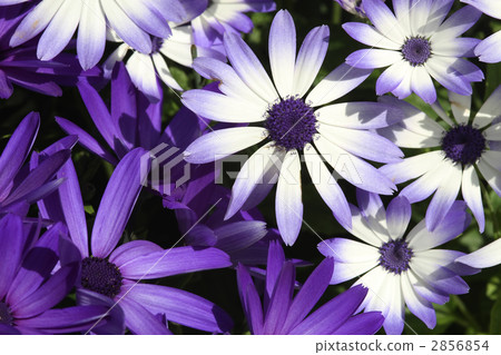 Cineraria Cineraria 2856854