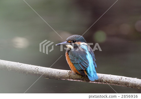 Kingfisher's young bird 2856916