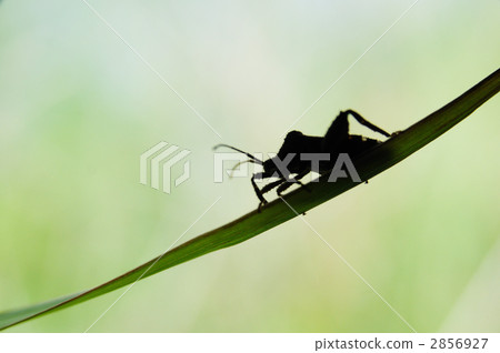 Insect silhouette Insect silhouette 2856927