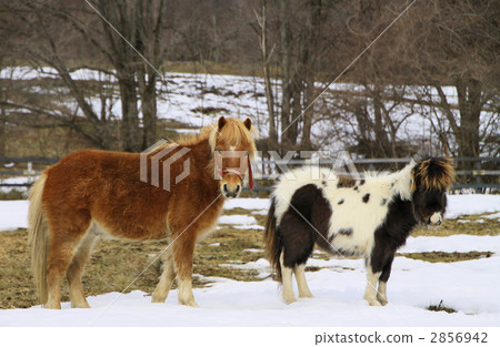 miniature horses, niikappu 2856942