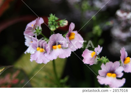 Nemesia Nemesia 2857016