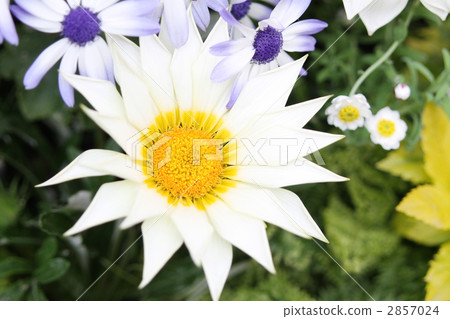 Cineria and Gazania 2857024