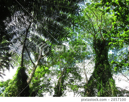 Manoa Falls Trail 2857100
