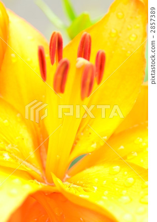 stamen, casablanca, casa blanca 2857389