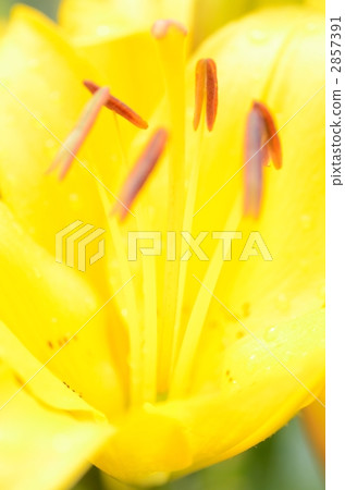 雄蕊 卡薩布蘭卡 雌蕊 2857391