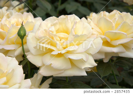 Rose (Amatsuotome) 2857435