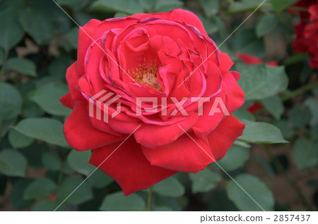 Rose (Melina) 2857437