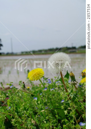 Dandelion and rice field Dandelion and rice field 2857534