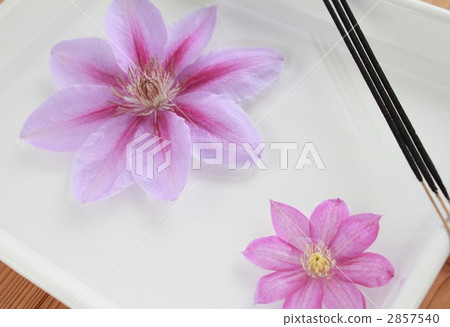 aroma, fragrance, large flowered 2857540