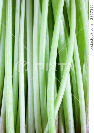 cane, stalk, stem 2857553