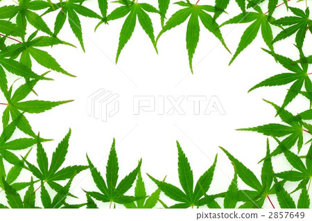 楓葉框架 2857649