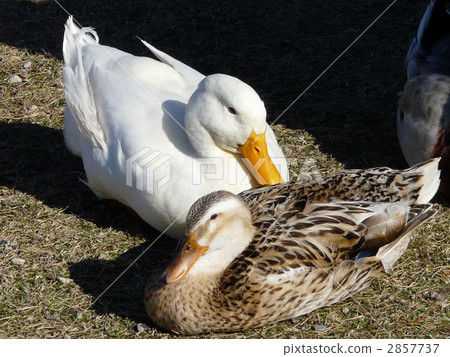 鴨和野鴨 鴨和野鴨 2857737