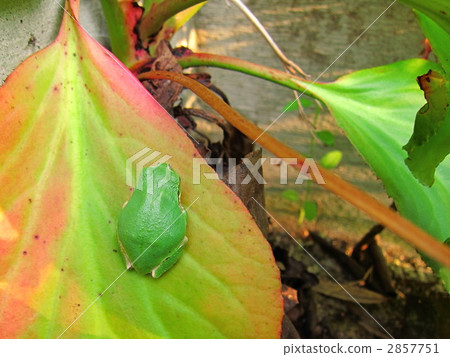 red leaf, amphibian, amphibians 2857751
