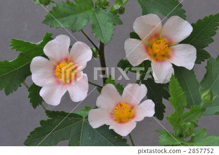 Marvastrum Marvastrum 2857752